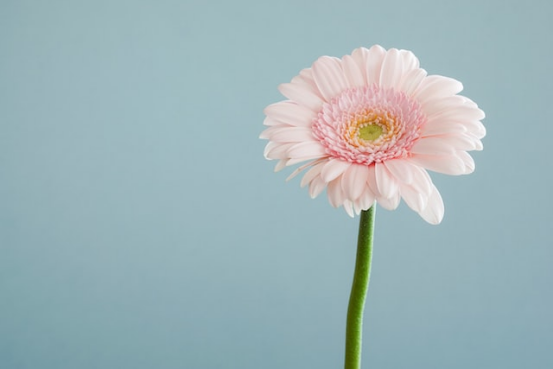 花卉行業(yè)翻譯，花卉行業(yè)英語翻譯公司，深圳服務好花卉行業(yè)翻譯公司在哪里？