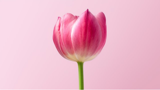 花卉行業(yè)翻譯，花卉行業(yè)英語翻譯公司，深圳服務好花卉行業(yè)翻譯公司